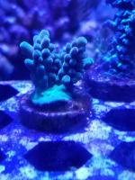 Hung 2016-04 R2R coral reeftank