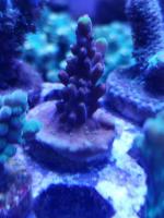 Fox Flame 20160427_211122_1461809493221