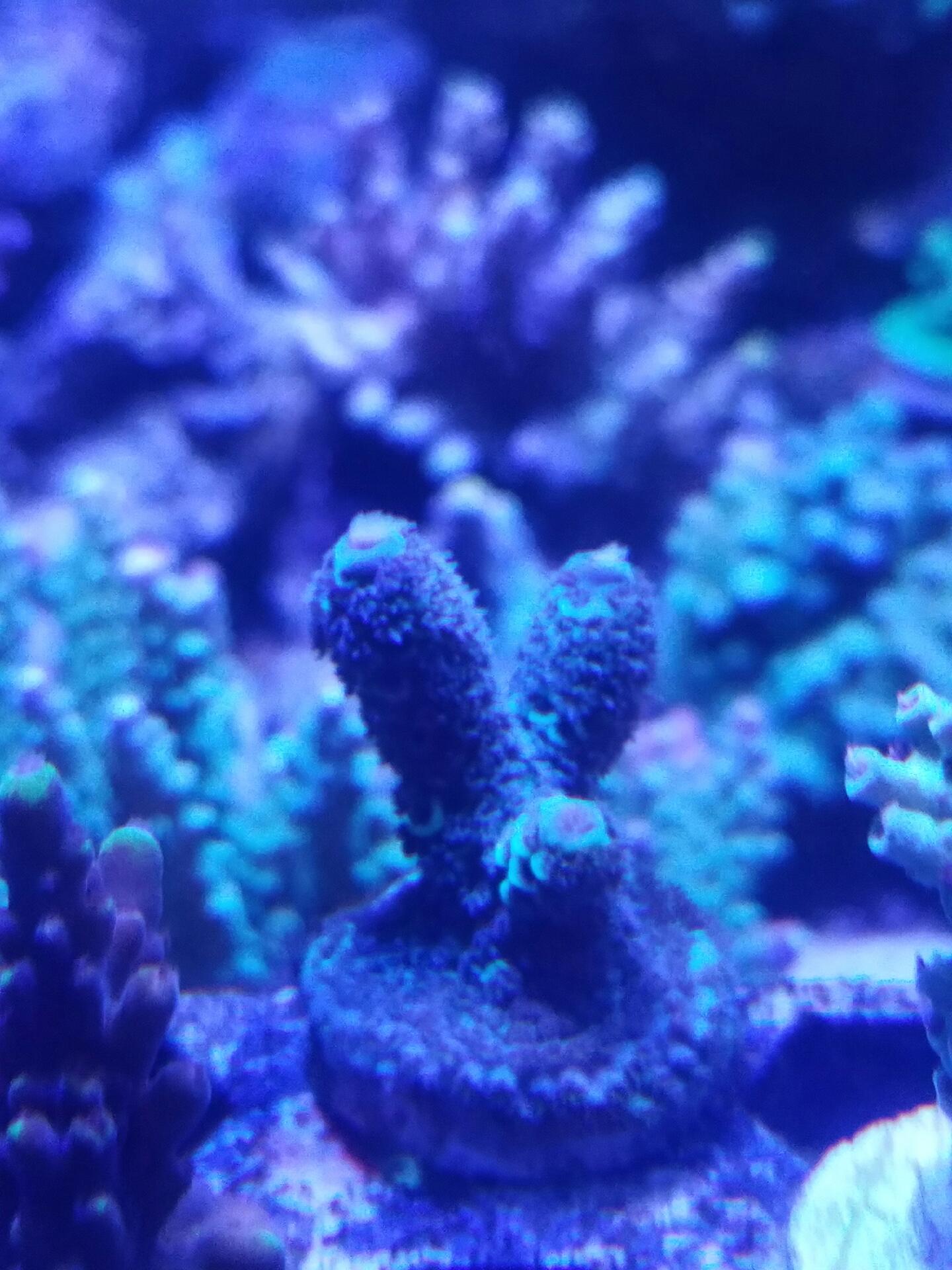 Blue Flame 20160426_211924_1461809132509
